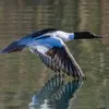 **En vol**, il **ressemble à un grèbe** avec le **cou étiré** et des battements d'ailes **rapides et amples**.