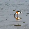 On trouve le Tadorne de Belon **principalement sur les côtes** (marines, sablonneuses, vaseuses) et parfois sur les cours d'eau et lacs sans trop de végétation.