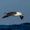 Son nom scientifique est '**Thalassarche melanophris**', de la famille des Diomédéidés (ordre des Procellariiformes)