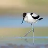 Son nom scientifique est '**Recurvirostra avosetta**', de la famille des Récurvirostridés (ordre des Charadriiformes)