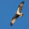 Son nom scientifique est '**Pandion haliaetus**', de la famille des Pandionidés (ordre des Accipitriformes)