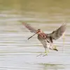 Son nom scientifique est '**Gallinago gallinago**', de la famille des Scolopacidés (ordre des Charadriiformes)