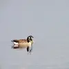 Son nom scientifique est '**Branta canadensis**', de la famille des Anatidés (ordre des Ansériformes)
