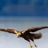 Son nom scientifique est '**Circus aeruginosus**', de la famille des Accipitridés (ordre des Accipitriformes)