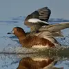 Son nom scientifique est '**Mareca penelope**', de la famille des Anatidés (ordre des Ansériformes)