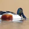 Son nom scientifique est '**Spatula clypeata**', de la famille des Anatidés (ordre des Ansériformes)