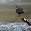 Son nom scientifique est '**Cinclus cinclus**', de la famille des Cinclidés&nbsp;(ordre des Passériformes)