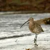 Son nom scientifique est '**Numenius arquata**', de la famille des Scolopacidés (ordre des Charadriiformes)