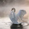 Son nom scientifique est '**Cygnus olor**', de la famille des Anatidés (ordre des Ansériformes)