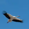 Son nom scientifique est '**Ciconia ciconia**', de la famille des Ciconiidés (ordre des Ciconiiformes)
