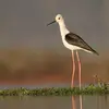 Son nom scientifique est '**Himantopus himantopus**', de la famille des Récurvirostridés (ordre des Charadriiformes)