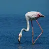 Son nom scientifique est '**Phoenicopterus roseus**', de la famille des Phoenicoptéridés (ordre des Phoenicoptériformes)
