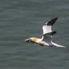 Son nom scientifique est '**Morus bassanus**', de la famille des Sulidés (ordre des Suliformes)