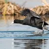 Son nom scientifique est '**Fulica atra**', de la famille des Rallidés (ordre des Gruiformes)