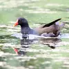 Son nom scientifique est '**Gallinula chloropus**', de la famille des Rallidés (ordre des Gruiformes)