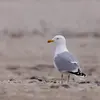 Son nom scientifique est '**Larus argentatus**', de la famille des Laridés (ordre des Charadriiformes)