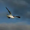 Son nom scientifique est '**Larus canus**', de la famille des Laridés (ordre des Charadriiformes)