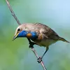 Son nom scientifique est '**Luscinia svecica**', de la famille des Muscicapidés (ordre des Passériformes)