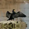 Son nom scientifique est '**Phalacrocorax carbo**', de la famille des Phalacrocoracidés (ordre des Suliformes)