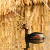 Son nom scientifique est '**Podiceps nigricollis**', de la famille des Podicipédidés (ordre des Podicipédiformes)