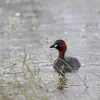 Son nom scientifique est '**Tachybaptus ruficollis**', de la famille des Podicipédidés (ordre des Podicipédiformes)