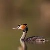 Son nom scientifique est '**Podiceps cristatus**', de la famille des Podicipédidés (ordre des Podicipédiformes)