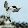 Son nom scientifique est '**Uria aalge**', de la famille des Alcidés (ordre des Charadriiformes)