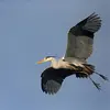 Son nom scientifique est '**Ardea cinerea**', de la famille des Ardéidés (ordre des Pélécaniformes)