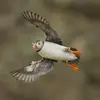 Son nom scientifique est '**Fratercula arctica**', de la famille des Alcidés (ordre des Charadriiformes)