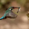 Son nom scientifique est '**Alcedo atthis**', de la famille des Alcédinidés (ordre des Coraciiformes)
