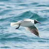 Son nom scientifique est '**Chroicocephalus ridibundus**', de la famille des Laridés (ordre des Charadriiformes)