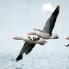 Son nom scientifique est '**Anser anser**', de la famille des Anatidés (ordre des Ansériformes)