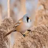 Son nom scientifique est '**Panurus biarmicus**', de la famille des Panuridés (ordre des Passériformes)
