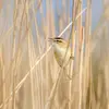 Son nom scientifique est '**Acrocephalus schoenobaenus**', de la famille des Acrocephalidés (ordre des Passériformes)