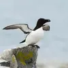 Son nom scientifique est '**Alca torda**', de la famille des Alcidés (ordre des Charadriiformes)