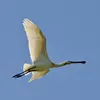 Son nom scientifique est '**Platalea leucorodia**', de la famille des Threskiornithidés (ordre des Pélécaniformes)