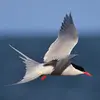 Son nom scientifique est '**Sterna paradisaea**', de la famille des Laridés (ordre des Charadriiformes)