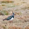 Son nom scientifique est '**Vanellus vanellus**', de la famille des Charadriidés (ordre des Charadriiformes)
