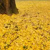 Certains spécimens en Chine sont estimés à plus de **3 000 ans**.