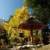 Le **Ginkgo** est extrêmement résistant aux maladies, aux parasites, et même à la pollution, comme en témoigne sa survie à l'explosion nucléaire de **Hiroshima** en 1945.