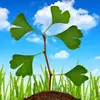 Utilisé en **médecine traditionnelle chinoise**, le ginkgo est reconnu pour ses propriétés thérapeutiques, notamment pour améliorer la **circulation sanguine** et les **fonctions cognitives**.