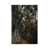 **Eucalyptus globulus** est un arbre de grande taille, pouvant atteindre **45 mètres de hauteur en Europe**.