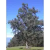 La **silhouette** de l'eucalyptus est **conique** avec un **feuillage dense**, donnant une apparence majestueuse.