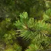 Les aiguilles sont persistantes et restent sur l'arbre environ **4 à 5 ans**, contribuant à la forme et à la densité de son feuillage.