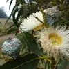 Elles sont composées de nombreuses étamines et enfermées dans un étui fermé par un opercule, qui se détache à la floraison.