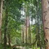En Europe, cet eucalyptus est **acclimaté sur le littoral méditerranéen** et dans d'autres régions au climat similaire, notamment au **Portugal**, pour la production de pâte à papier.