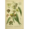 Le nom **Eucalyptus globulus** vient du grec "eu" signifiant "beau" et "kalyptos" signifiant "caché", en référence à la fleur couverte par une capsule.