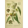 **Globulus** est un diminutif latin signifiant "petite boule", décrivant la forme des fruits.