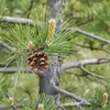 Le **pin noir** est une espèce monoïque avec des fleurs mâles et femelles sur le même arbre.