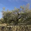 Cet arbre a une forme qui varie selon les conditions environnementales.